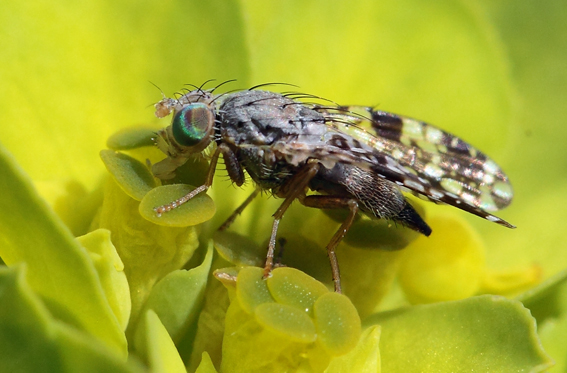 Sciomyzidae?